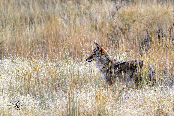 'Clandestine Coyote'