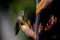 Hummingbirds