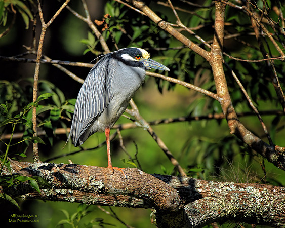 Crowned Heron