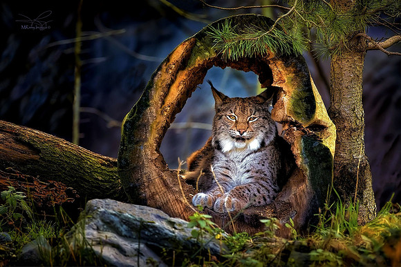 'Cat House'