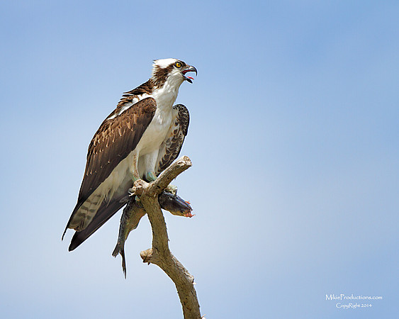 Osprey with Fish M Ramy Images