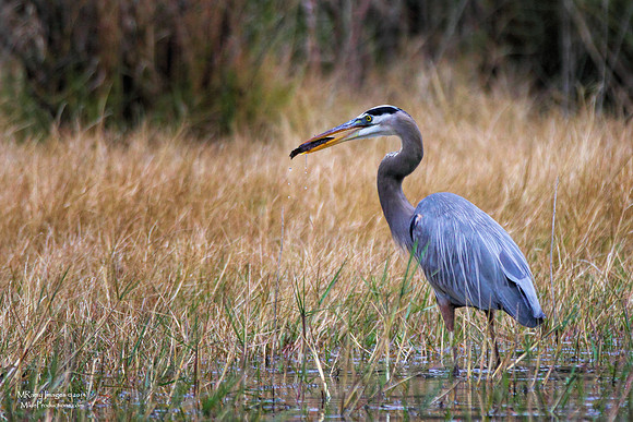 Heron