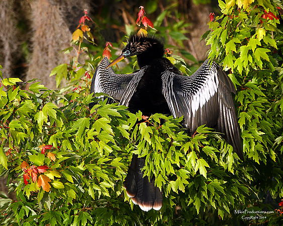 Anhinga