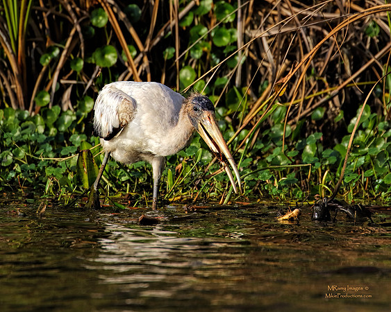 (Wood Stork), (Ocala National Forest), (Salt Springs Florida)