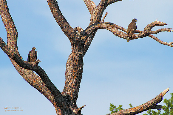 Bald Eagles (juveniles)