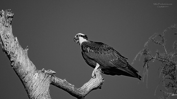 Osprey