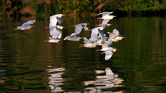 Egret