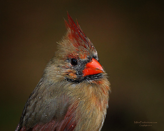 Female Cardinal