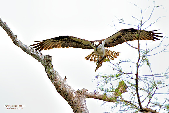 Osprey