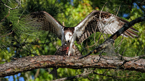 Osprey