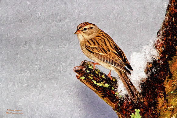 Sparrow Photo Art