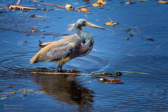 Tricolored Heron