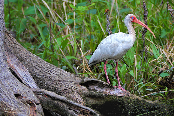 Ibis