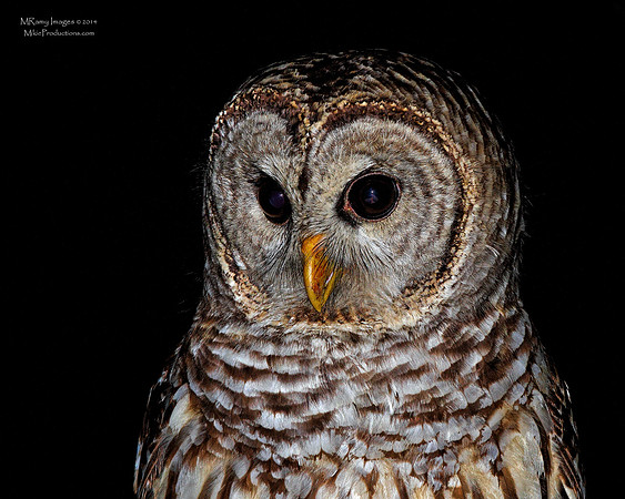 Barred Owl