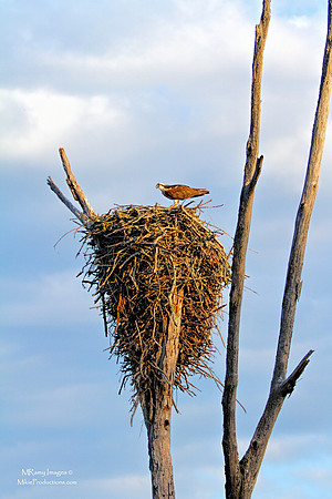 Osprey Nest
