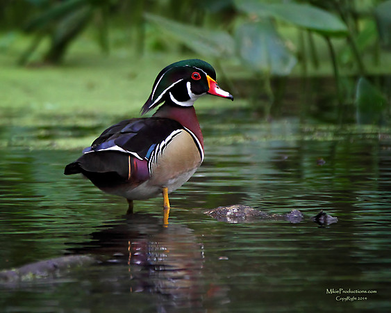 Wood Duck