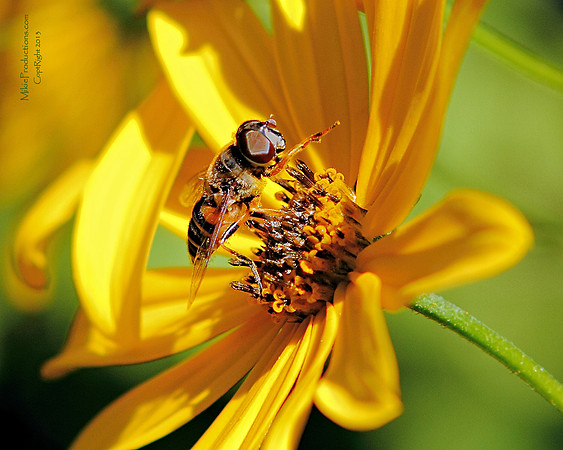 Hoverfly