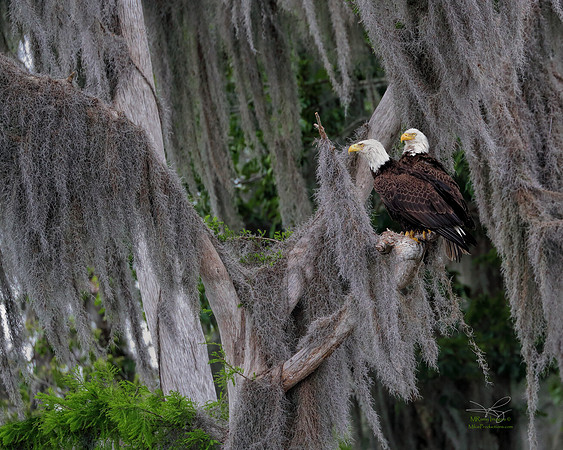 Eagle, St Johns River, Florida, Ocala National Forest, Silver Glen Springs