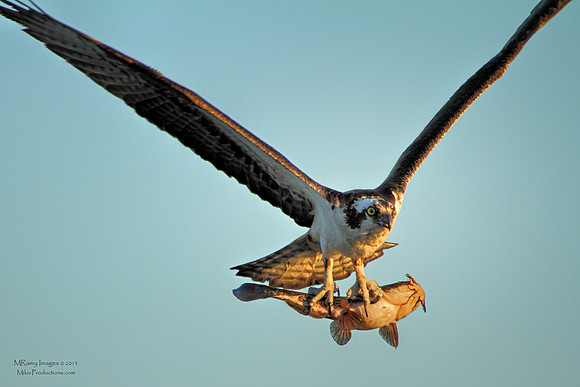 Osprey