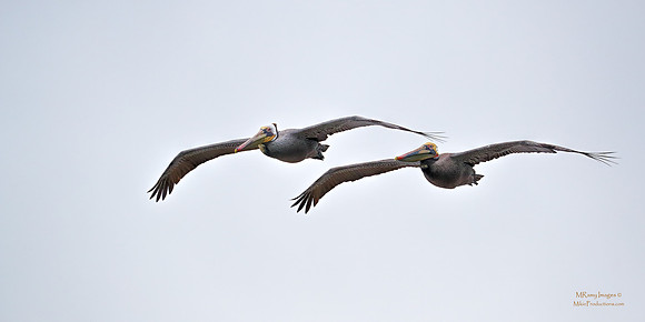 Pelican