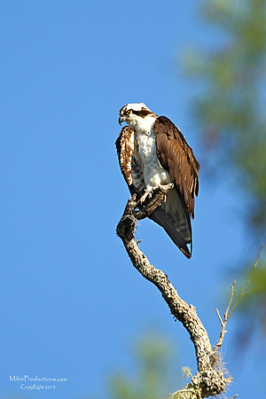 Osprey