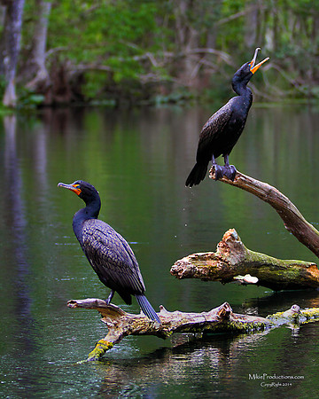 Cormorants
