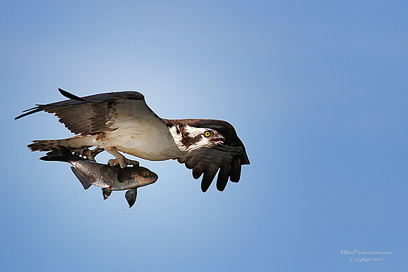 Osprey with Carp