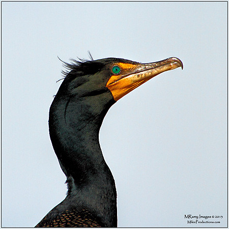 Cormorant