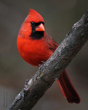 Cardinal