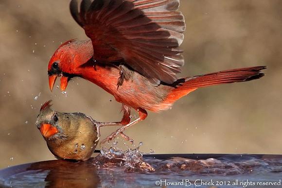 Howard's Cardinals