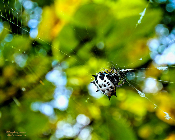 Kite Spider