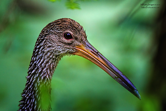 Limpkin