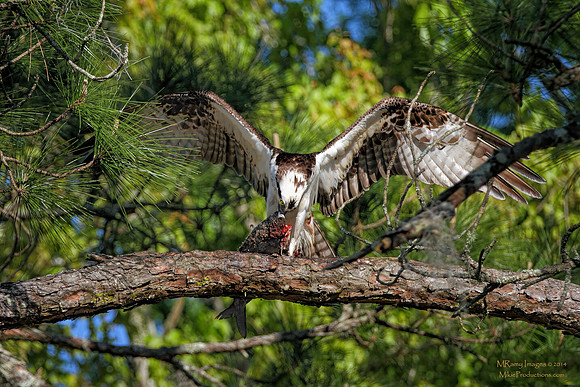 Osprey