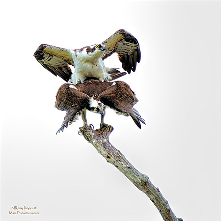 Osprey