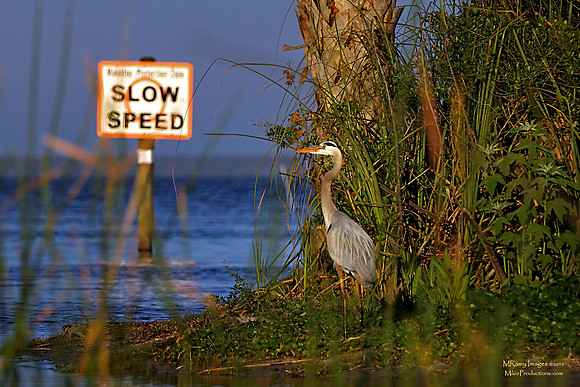 Heron