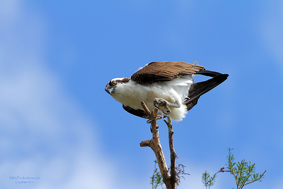 Osprey