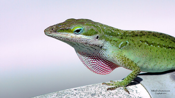 Green Anole Lizard