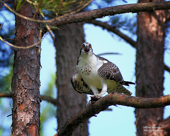 Osprey