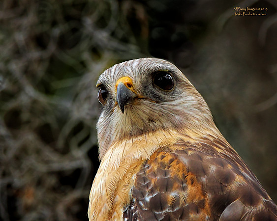 Red-Shouldered Hawk