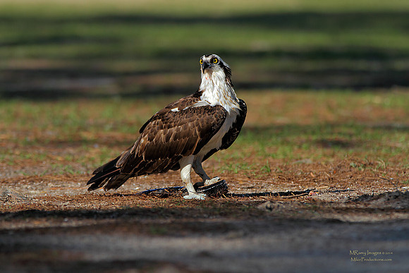 Osprey