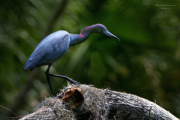 Little Blue Heron