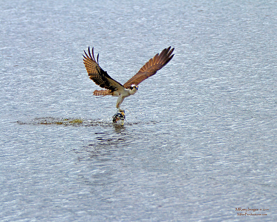 Osprey
