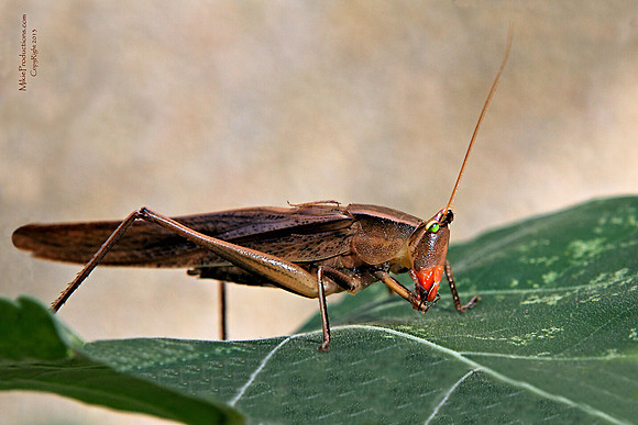 Grasshopper
