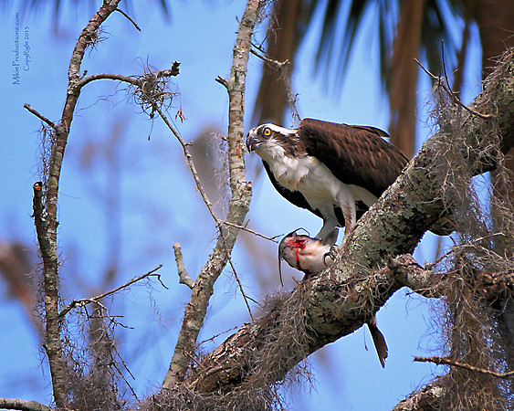 Osprey