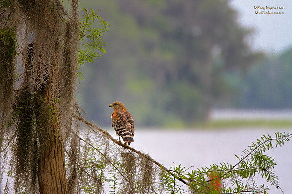 Bald Eagles (juveniles) in towering Pine Tree perch on St Johns River, Florida