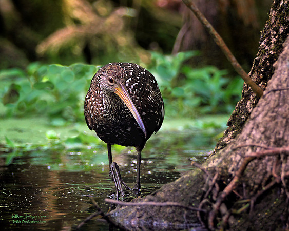Limpkin