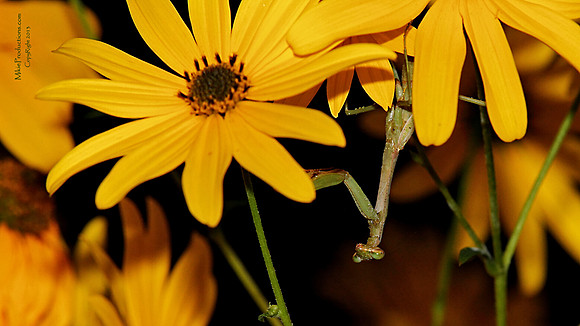 Praying Mantis
