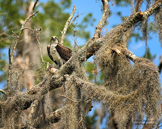 Osprey