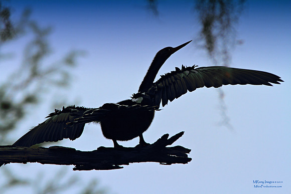 Anhinga