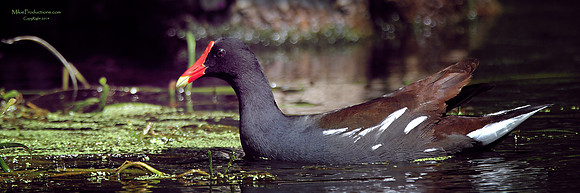 Florida Gallinule